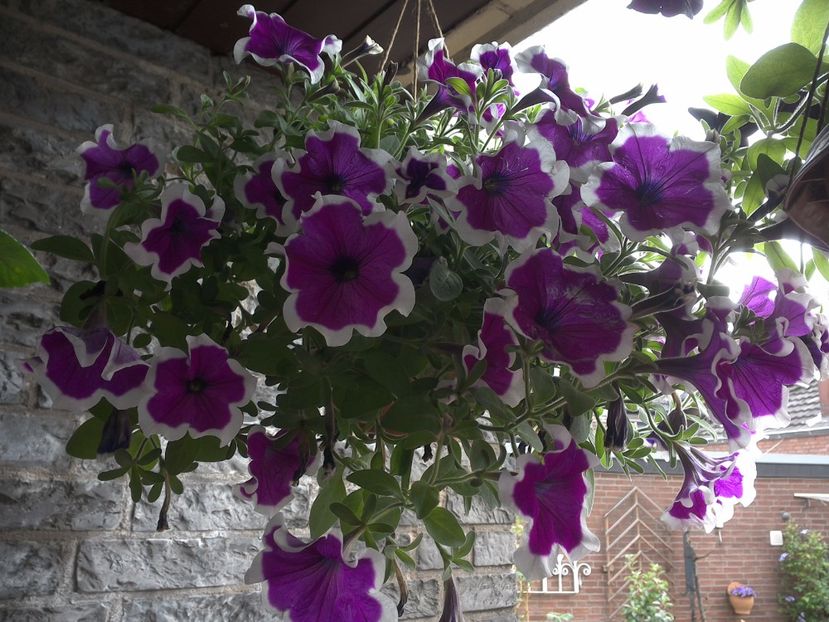 WIN_20170702_130636 - diverse_floricele