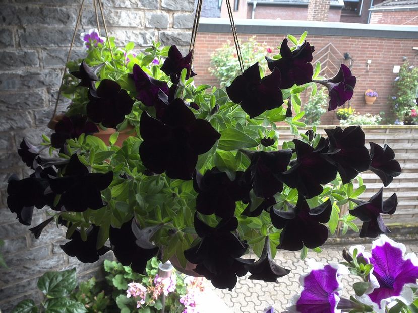 WIN_20170702_130745 - diverse_floricele