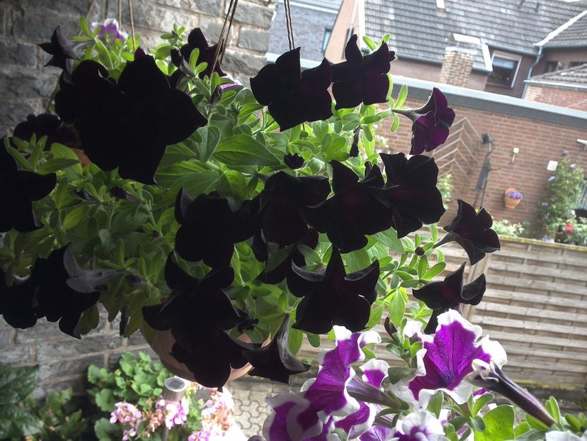 WIN_20170702_130804 - diverse_floricele