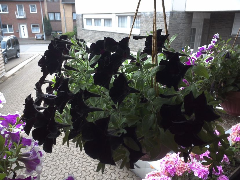 WIN_20170702_130915 - diverse_floricele