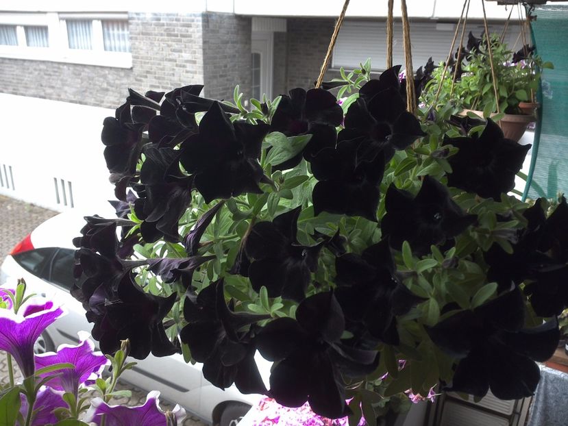 WIN_20170702_130924 - diverse_floricele