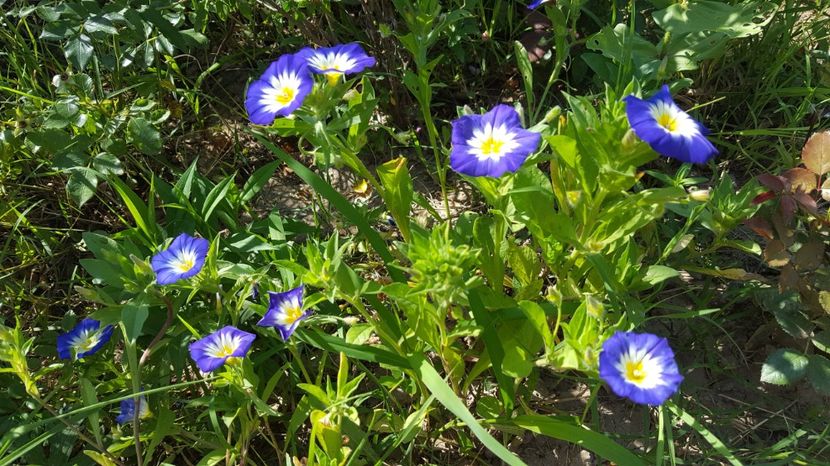  - Zorele pitice sau Convolvulus tricolor