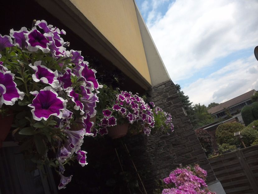 WIN_20170702_131256 - diverse_floricele