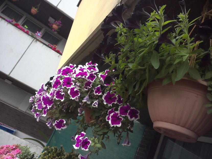 WIN_20170702_131311 - diverse_floricele