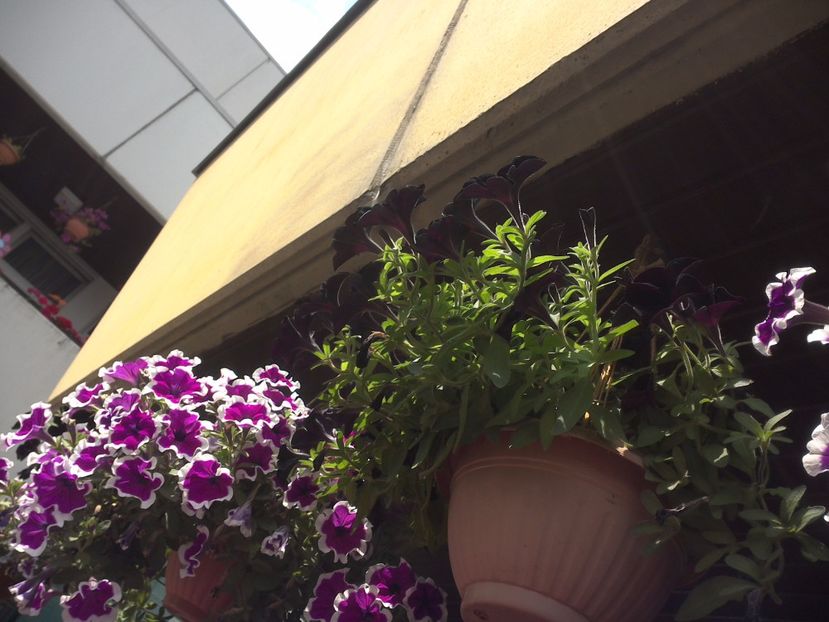 WIN_20170702_131517 - diverse_floricele