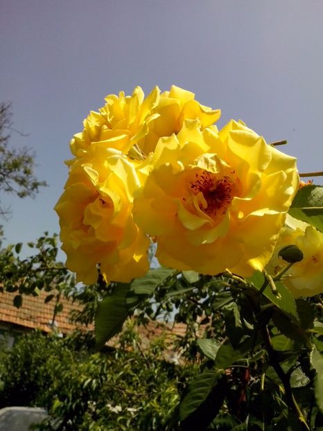 golden gate - 0 TRANDAFIRI 2017