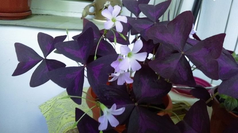 P_20170702_155204_HDR - Oxalis