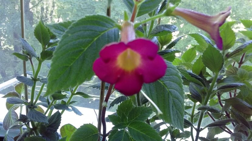 P_20170702_154908_HDR - Achimenes