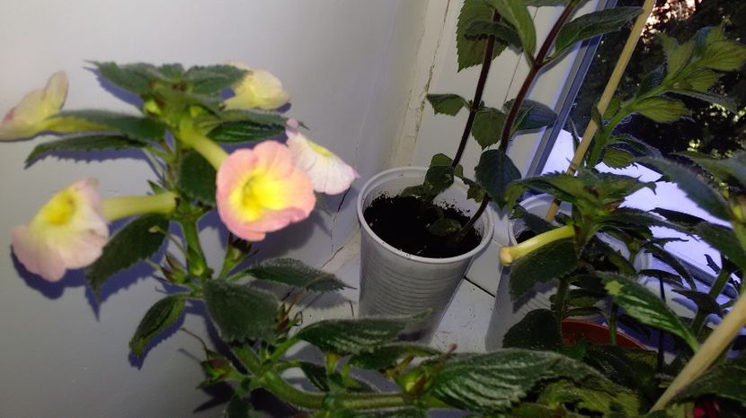 P_20170702_155929 - Achimenes