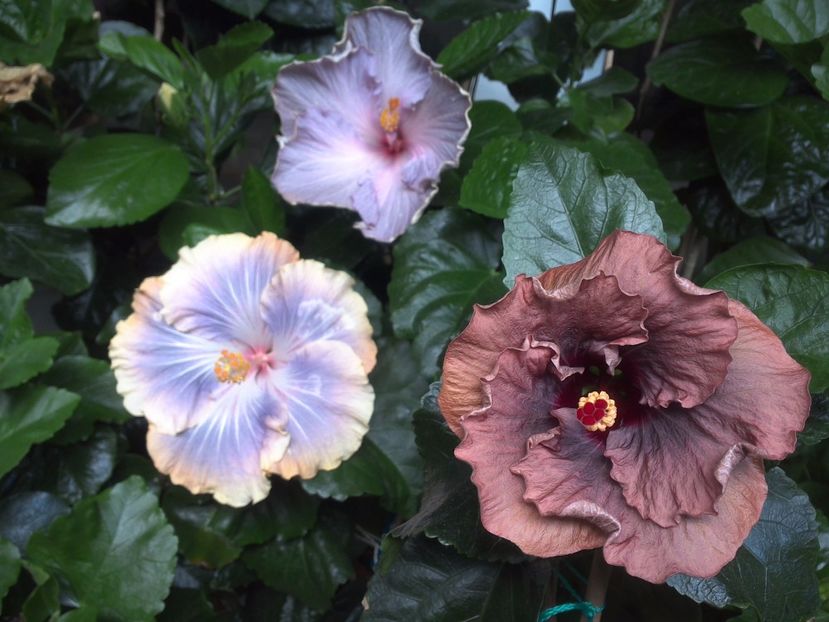 WIN_20170702_140811 - 03Hibiscus