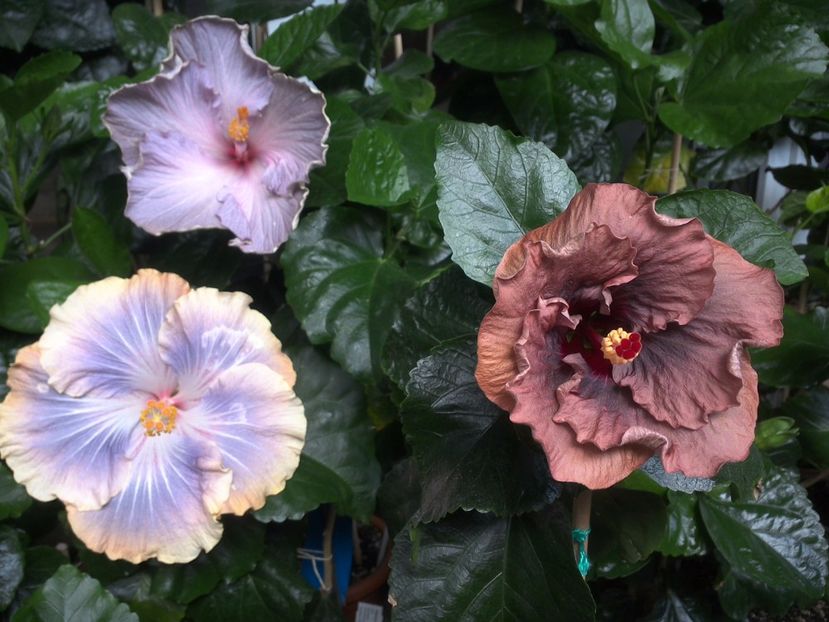 WIN_20170702_140849 - 03Hibiscus