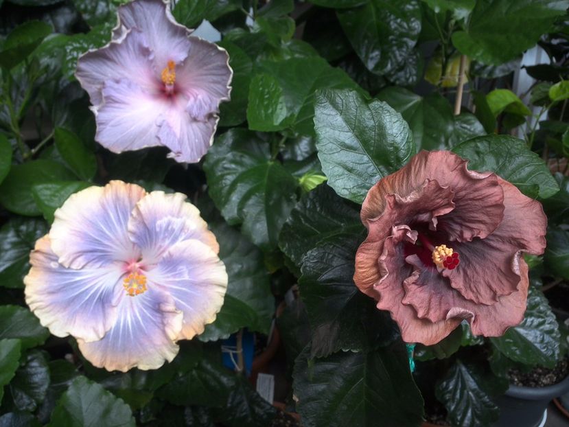 WIN_20170702_140854 - 03Hibiscus