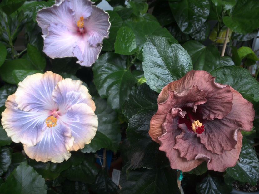 WIN_20170702_140908 - 03Hibiscus