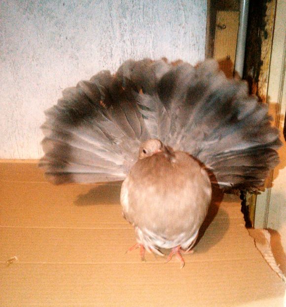 1 - Pui voltati 2017