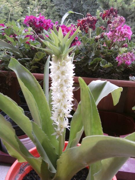 eucomis-10lei - 2018