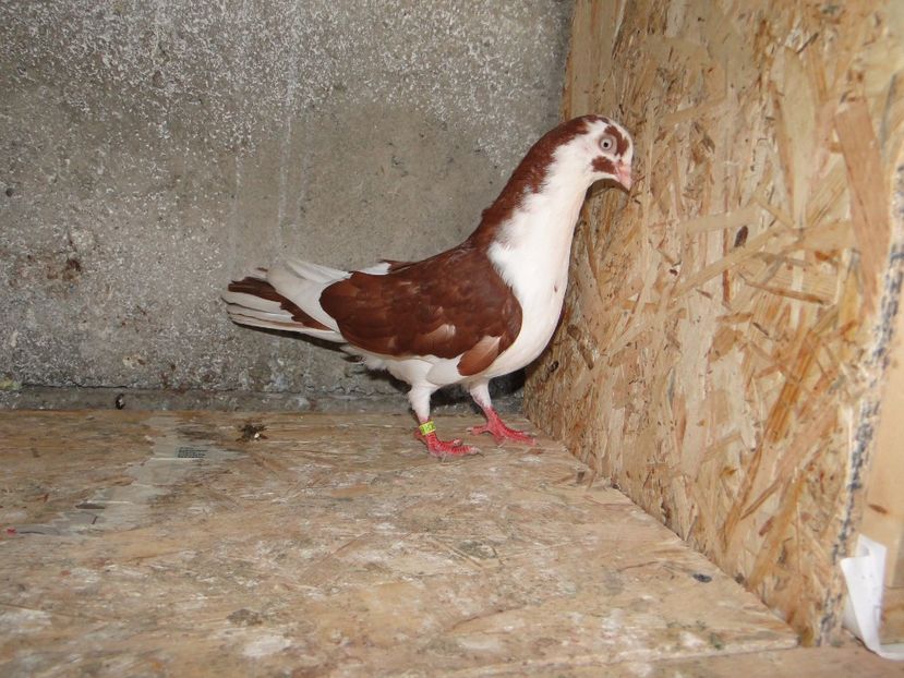 M 2017-8808 - porumbei care mi-au apartinut