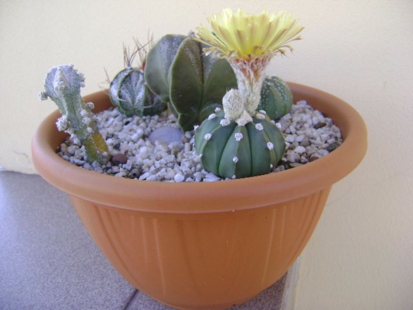 Grup de 5 Astrophytum - Cactusi 2017 bis bis