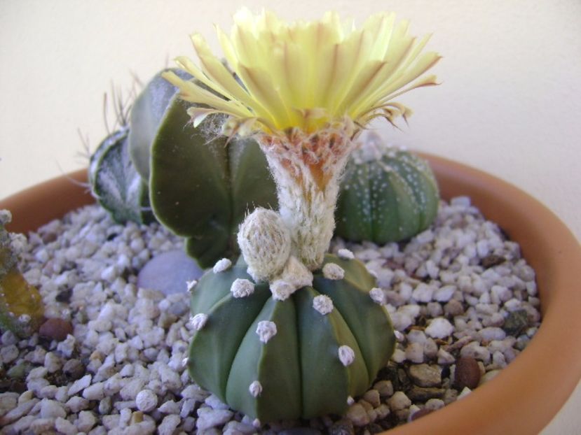 Astrophytum asterias - Cactusi 2017 bis bis