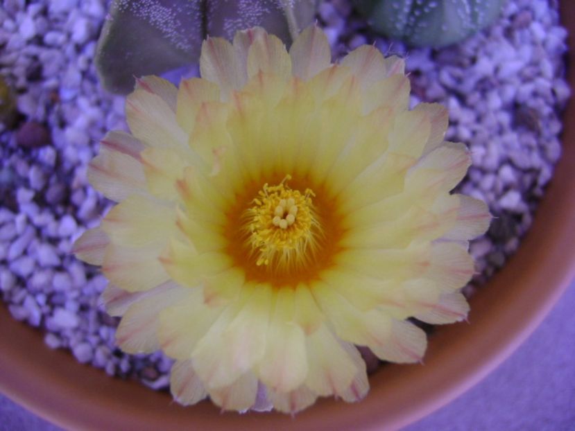 Astrophytum asterias - Cactusi 2017 bis bis