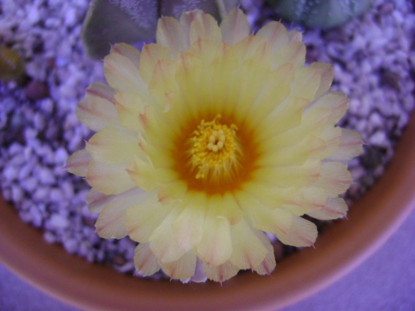 Astrophytum asterias - Cactusi 2017 bis bis