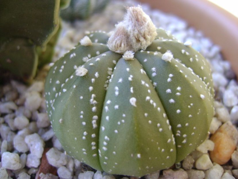 Astrophytum asterias hb. - Cactusi 2017 bis bis