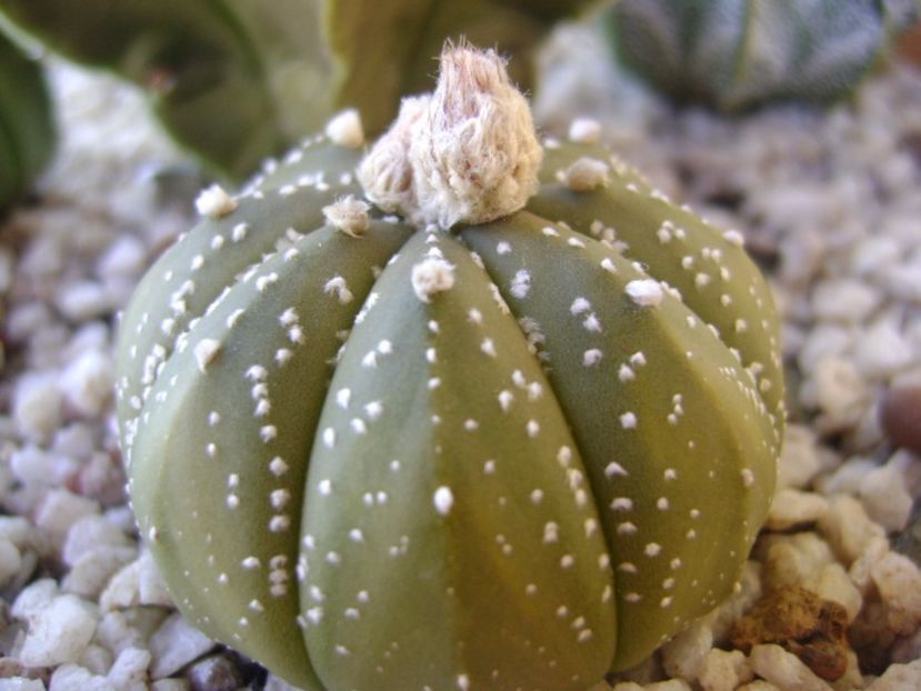 Astrophytum asterias hb. - Cactusi 2017 bis bis