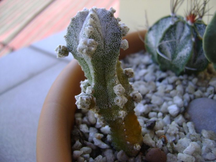 Astrophytum myriostigma cv. Hubuki - Cactusi 2017 bis bis