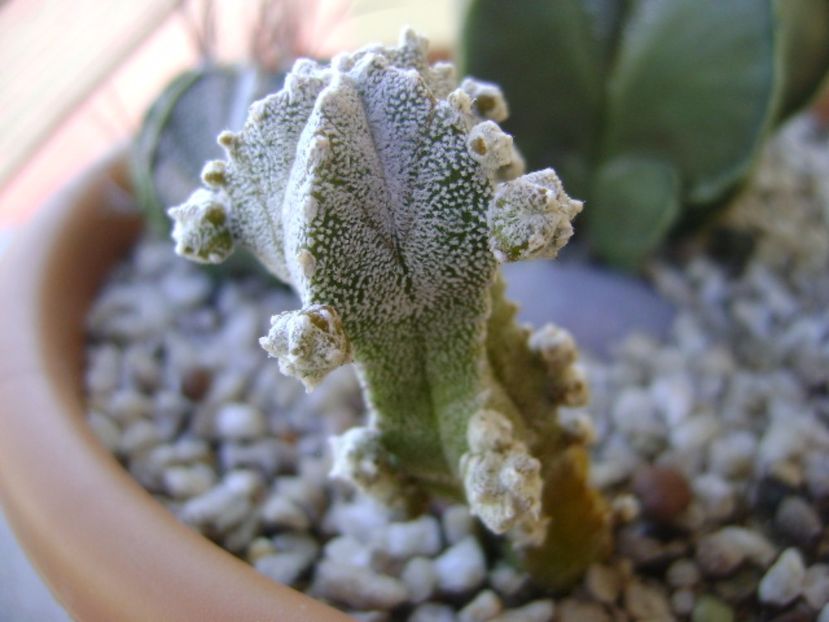 Astrophytum myriostigma cv. Hubuki - Cactusi 2017 bis bis