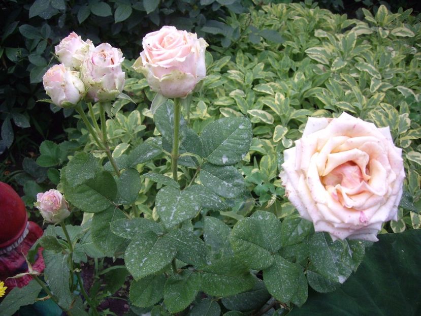 IMGP1180 - Trandafiri si peisaje 2017- 3