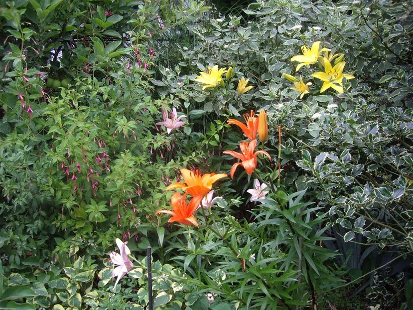 IMGP1186 - Trandafiri si peisaje 2017- 3