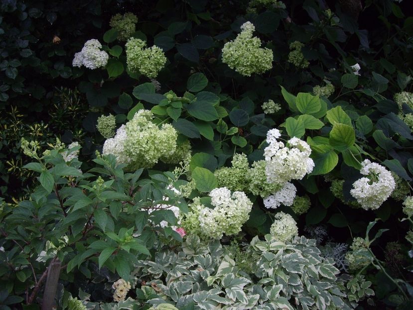 IMGP1187 - Trandafiri si peisaje 2017- 3