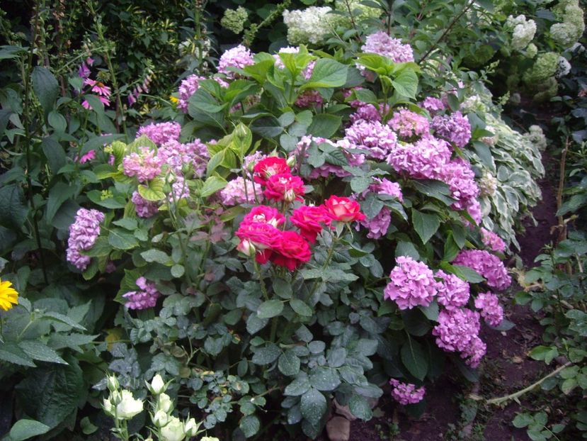 IMGP1189 - Trandafiri si peisaje 2017- 3