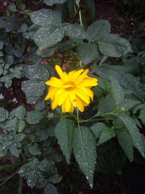 IMGP1190 - Trandafiri si peisaje 2017- 3