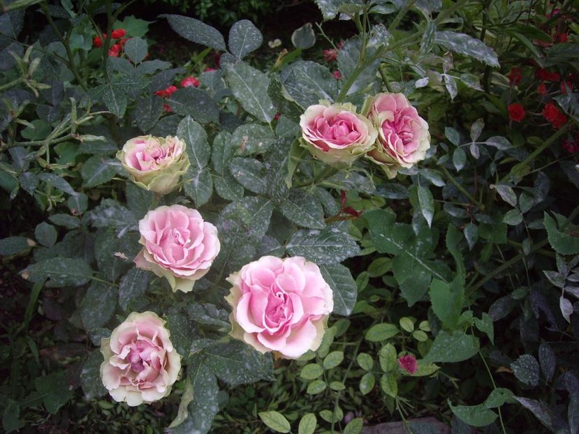 IMGP1212 - Trandafiri si peisaje 2017- 3