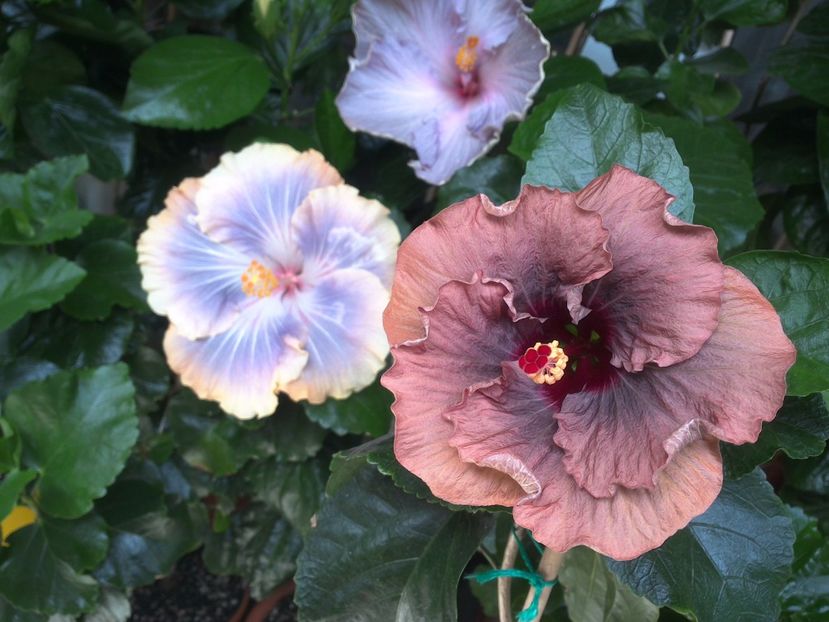 WIN_20170702_145930 - 03Hibiscus