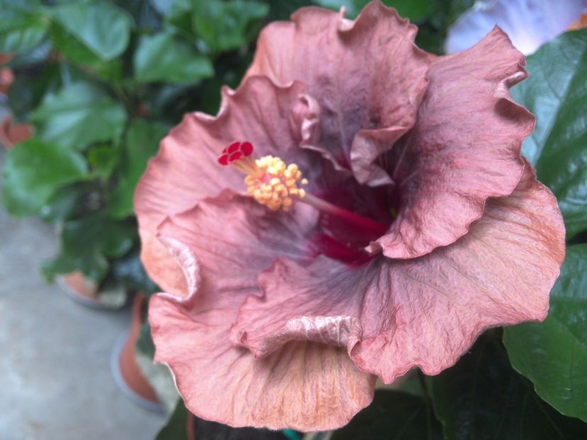 WIN_20170702_145938 - 03Hibiscus