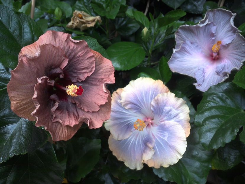 WIN_20170702_150009 - 03Hibiscus