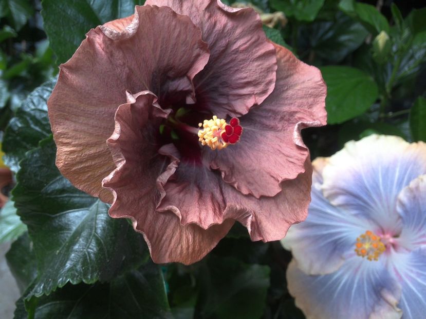 WIN_20170702_150023 - 03Hibiscus