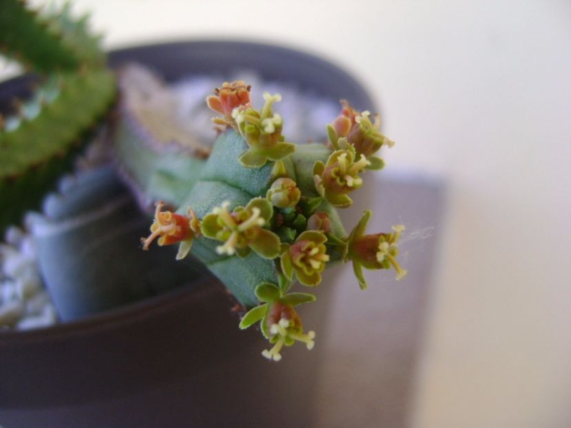 Euphorbia tubiglans - Suculente 2017