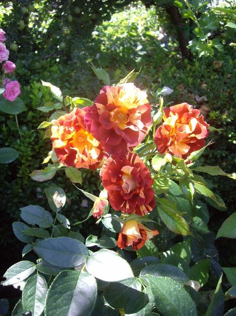 IMGP1171 - TRANDAFIRI -URCATORI -2017