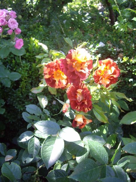 IMGP1172 - TRANDAFIRI -URCATORI -2017