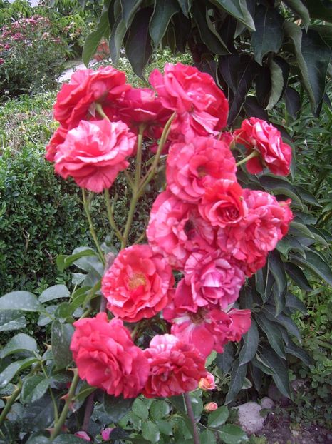 IMGP1201 - TRANDAFIRI -URCATORI -2017