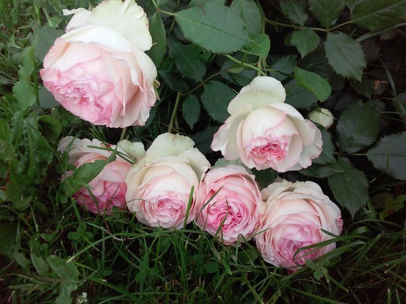 Eden Rose - Trandafiri 2017