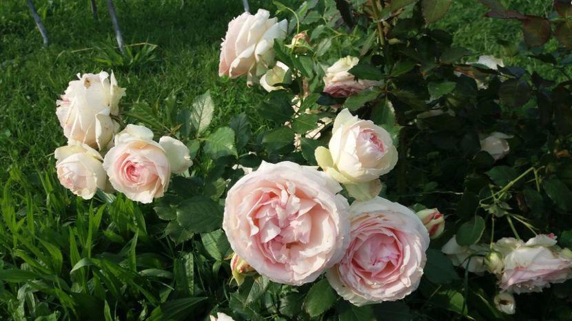 Eden Rose - Trandafiri 2017