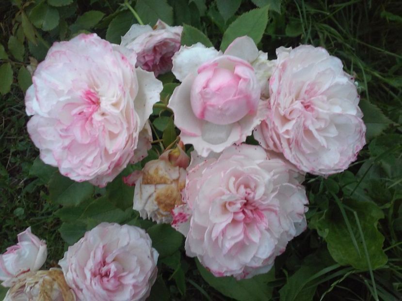 Orsola Spinola - Trandafiri 2017