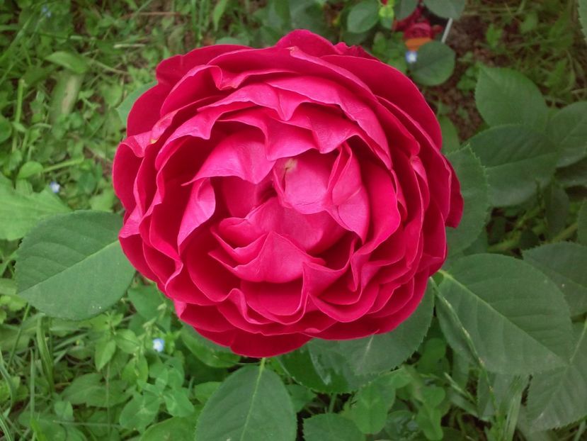 Ascot - Trandafiri 2017