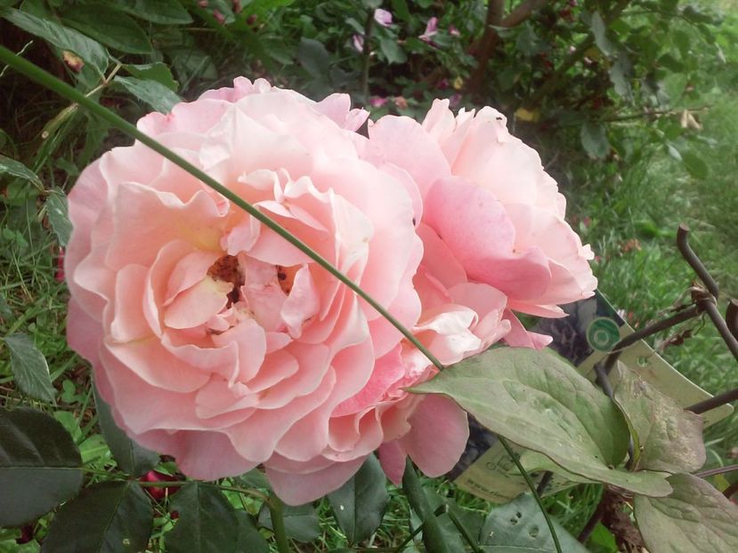 Marie Curie - Trandafiri 2017