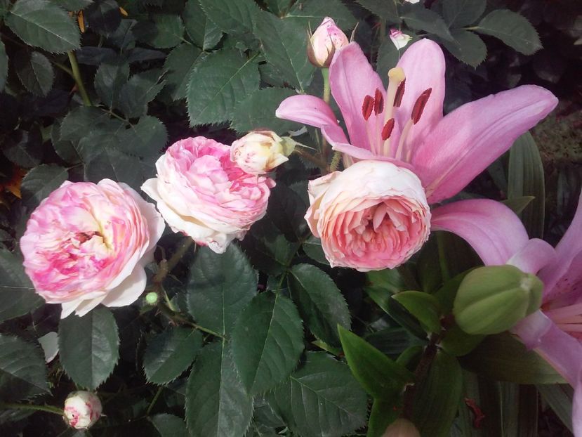 Rosomane Janon - Trandafiri 2017