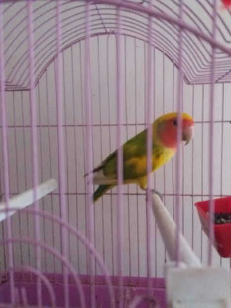  - achizitie noua agapornis