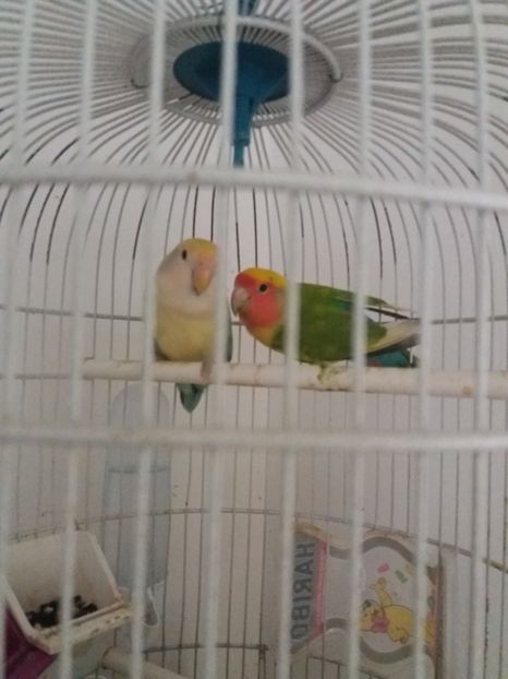  - achizitie noua agapornis